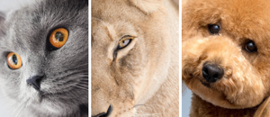 SWISS Live Animals