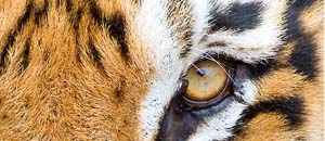 Pets & Live Animals
