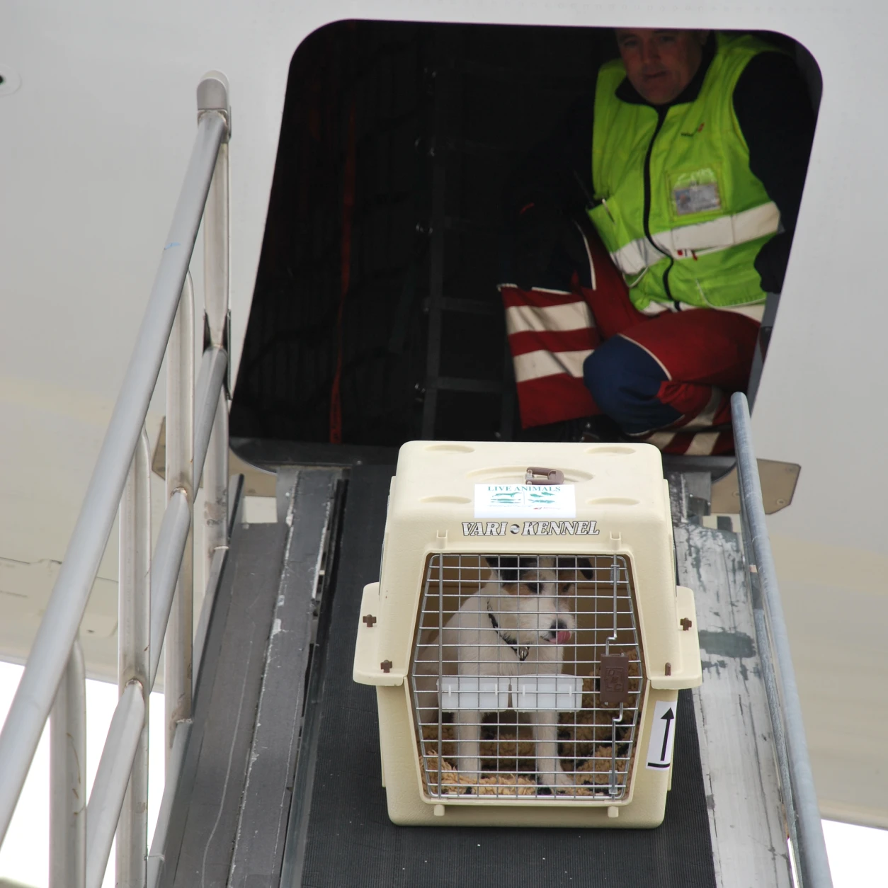 Secure, species-appropriate enclosures used for transporting live animals by air
