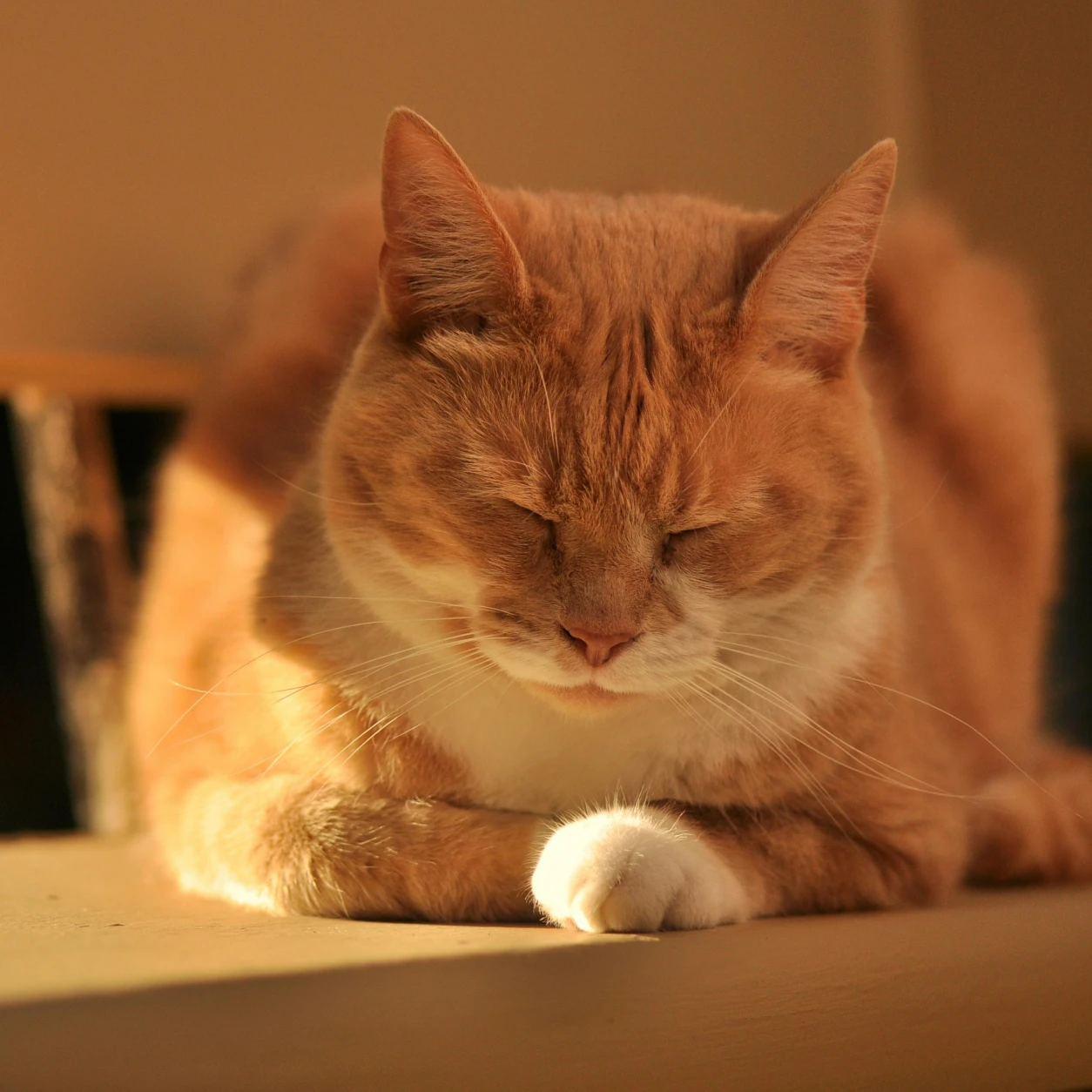 live-animals-cat_2x