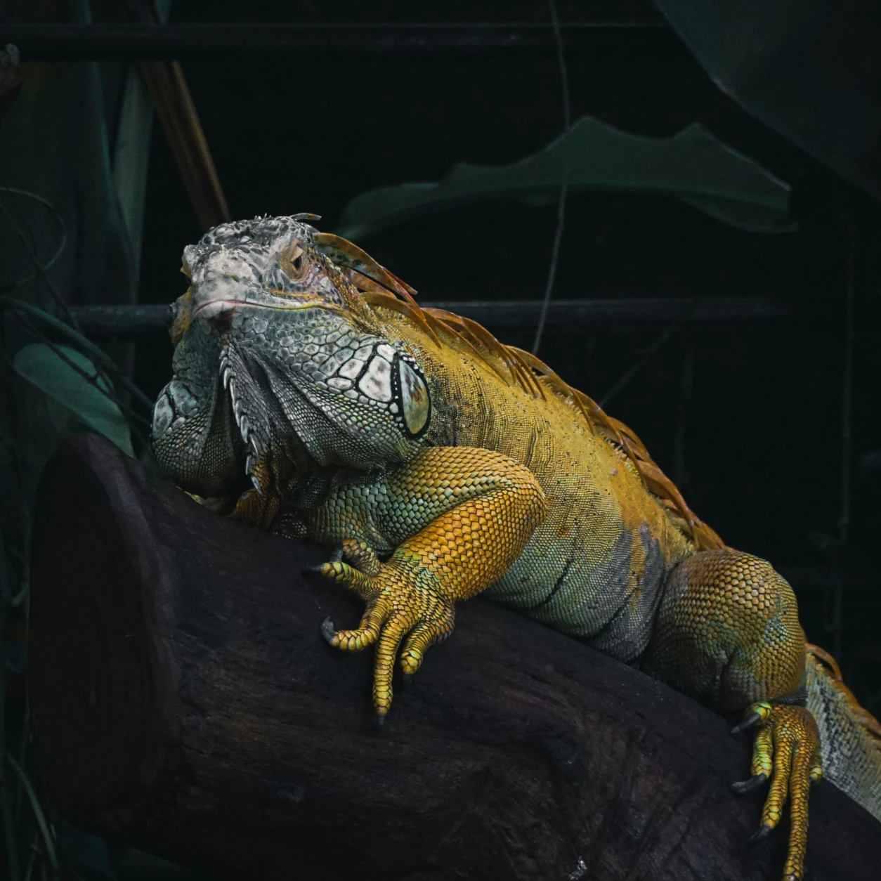 live-animals-reptile