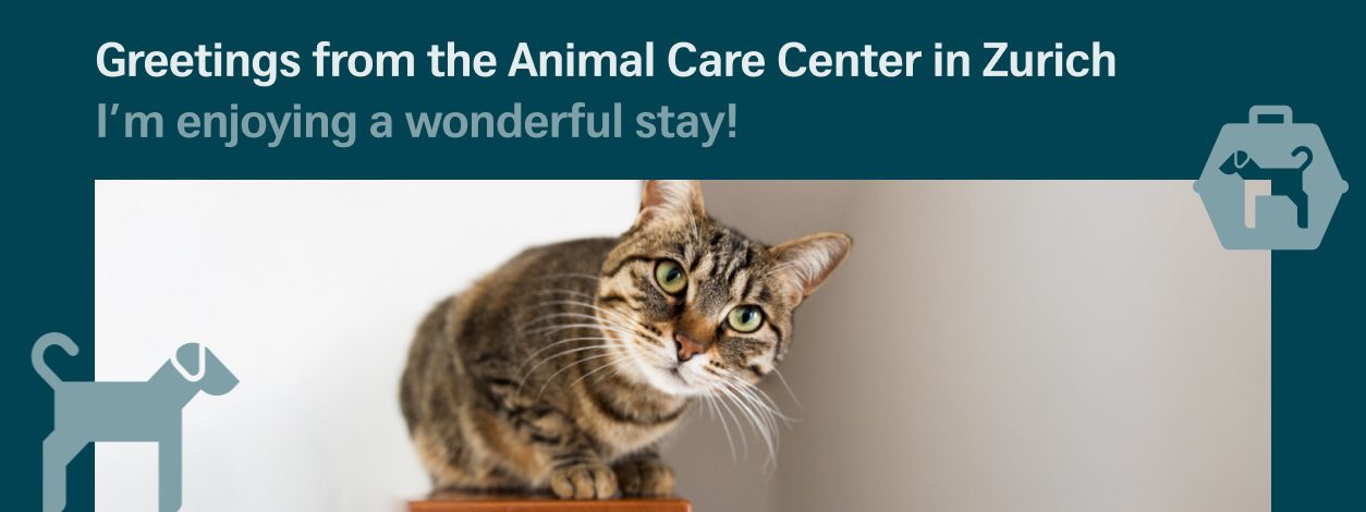 Pet photo service with attention